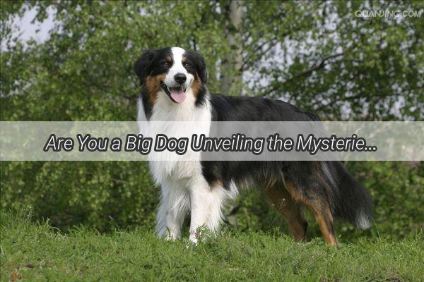 Are You a Big Dog Unveiling the Mysteries of Canine Size and Personality